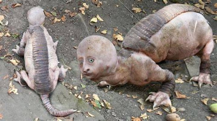 10 Of The Freakiest Animals Found In The Tropical Rainforest Discover