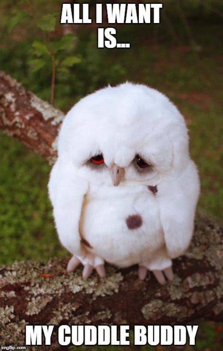 20 Cutest Cuddle Memes Funny animals, Cuddling