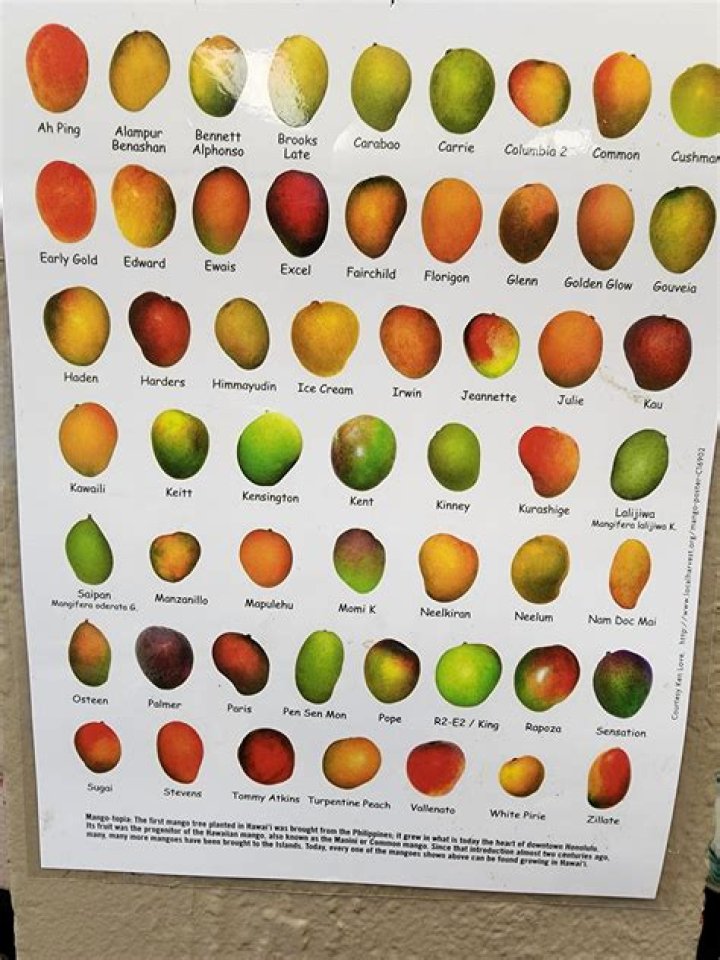 49 Types of Mangoes 🥭 A to Z Photos Defined Butter N Thyme