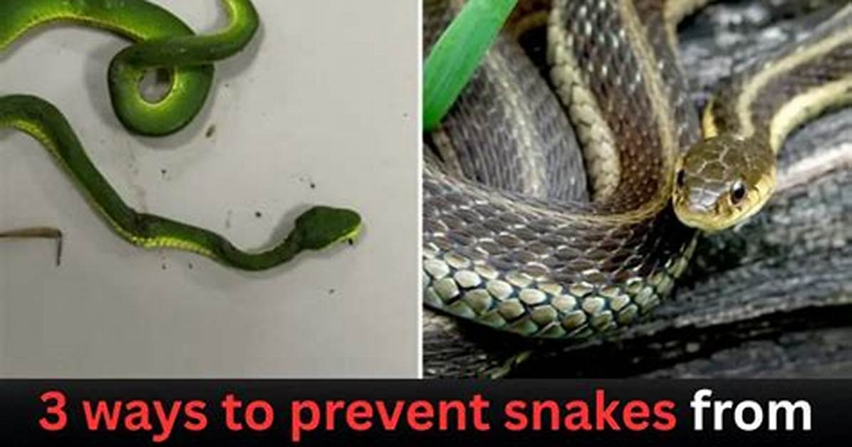 5 Very Effective Ways to Keep Snakes Away from Your Toilets Completely in 2021 & Snake Prevention Box