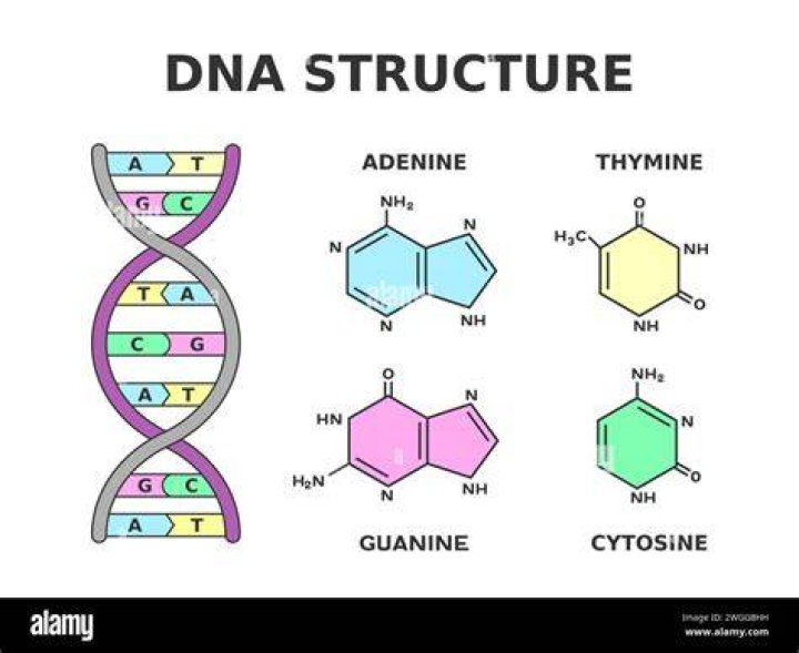 Adenine of DNA is equimolar with(a) Uridine(b) Thymine(c) Guanine(d