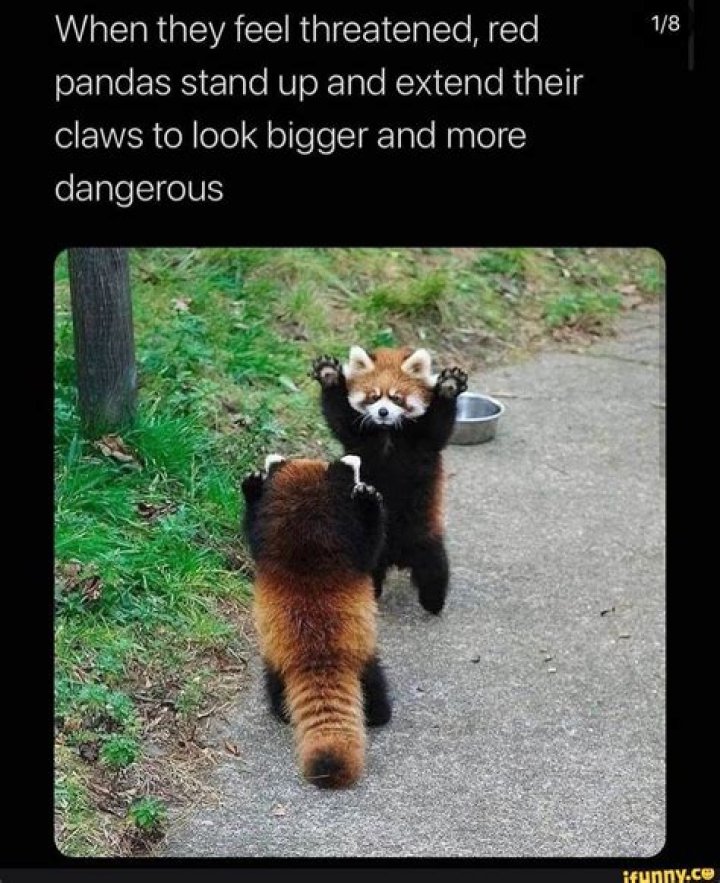 Are Cuddly RED Pandas Dangerous to Humans?