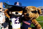 Arizona Wildcats | College Football Network
