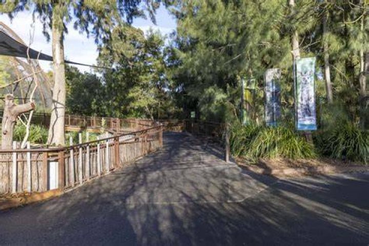 Australian zoo sets up 24/7 Capybara cam amid coronavirus pandemic