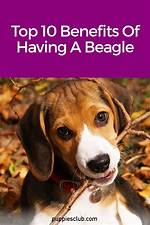 Beagle 401K: Uncover the Benefits of Beagle’s Retirement Plans.