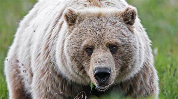 Bears' Khalil Mack Done For Year