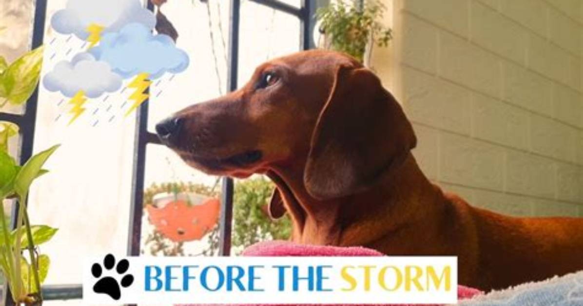 Before the Storm: Adorable Videos, Photos of Korra Obidi and Her Husband When the Going Was Good
