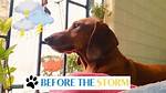 Before the Storm: Adorable Videos, Photos of Korra Obidi and Her Husband When the Going Was Good