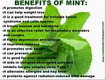 Benefits of Mint Leaves for Weight Loss