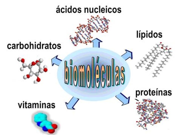 Biomol&eacute;culas P&aacute;gina web de naturalesyolyagustin