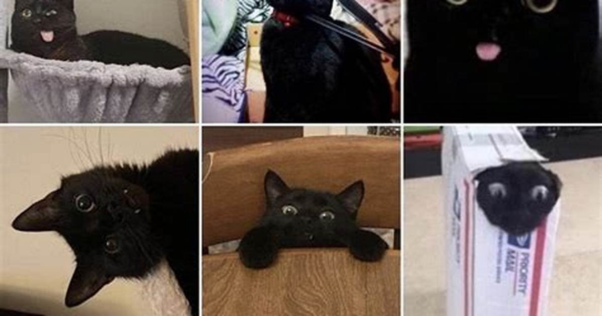 Black Cat Memes Collected for You to Share the Laughter