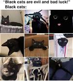 Black Cat Memes Collected for You to Share the Laughter