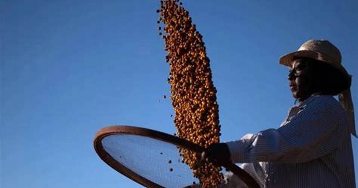 Black Farmers in Brazil Changing Views on Coffee Production