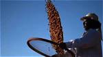 Black Farmers in Brazil Changing Views on Coffee Production