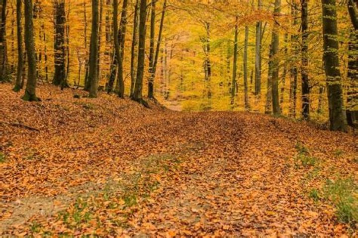 Bosque Caducifolio 🌲 🌳 [Concepto, Caracter&iacute;sticas, Fauna Y Flora