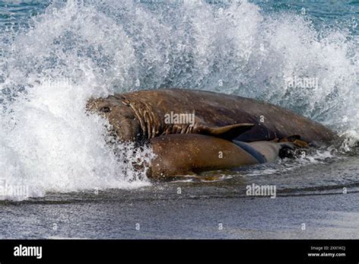 Bull elephant seal in surf, adult male, bellowing, Mirounga