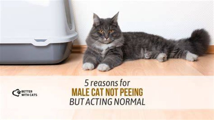 Cat Is Not Peeing In Litter Box Shop Deals, Save 47 idiomas.to.senac.br