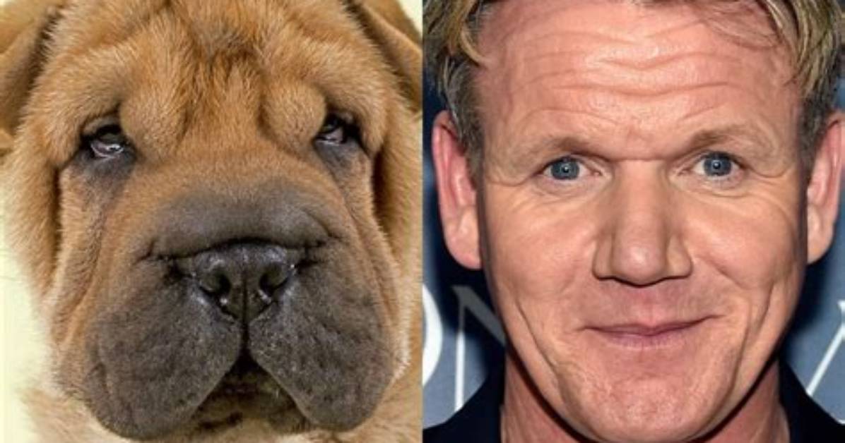 Celebrities That Look Like Animals – Nature’s Doppelgängers