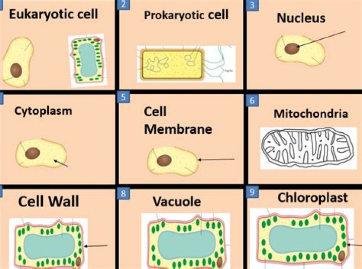 Chapter 2 Cells. Flashcards Easy Notecards