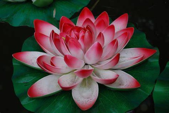 China & Tibet Lotus flower pictures, Rose flower photos, Chinese flowers