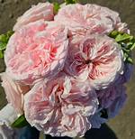 Claire Rose
