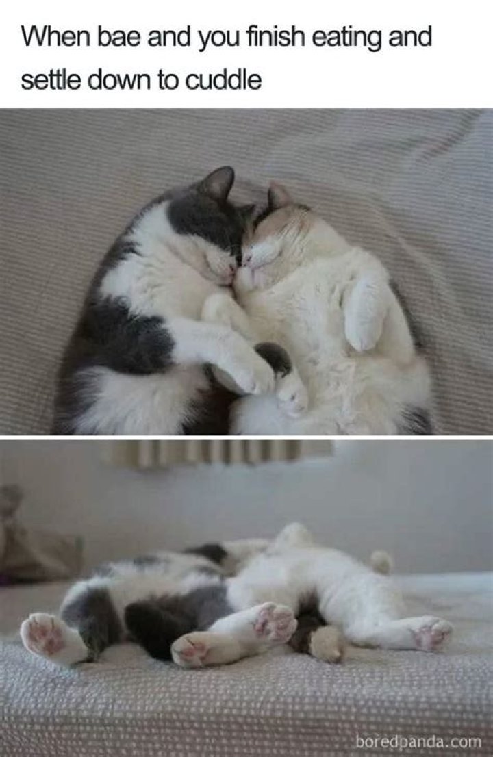 Cuddle Time /r/wholesomememes Wholesome Memes Know Your Meme