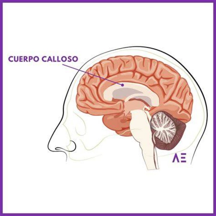 Cuerpo calloso del cerebro anatom&iacute;a, funciones y partes