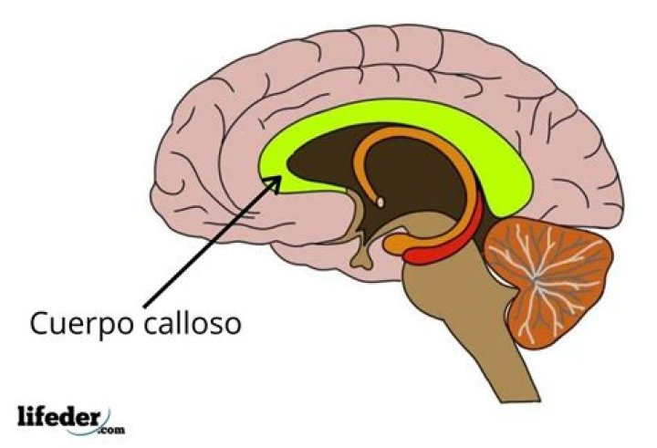 Cuerpo calloso funci&oacute;n, partes, enfermedades