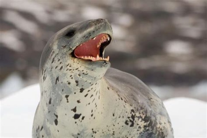 Do Leopard Seals Really KILL Humans? YouTube