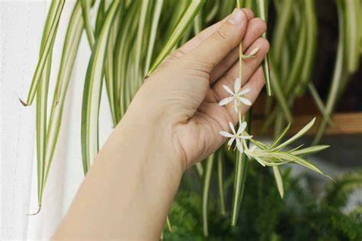 Do Spider Plants Bloom? Gardener&rsquo;s Path