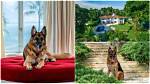 Dog Becomes Billionaire After Inheriting N205.4Bn, Plans to 'Sell' Its House for N13M