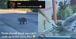 Dunkin' Drive-Thru Surprise: Raccoon's Perfect Etiquette Leaves Patient Customer in Awe