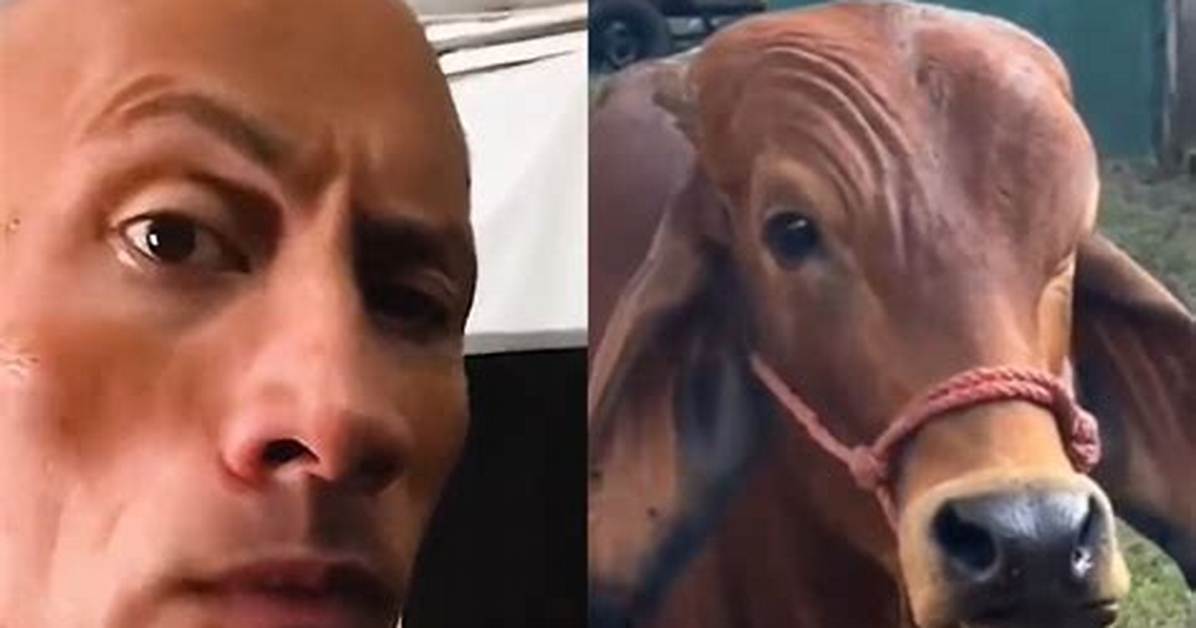 Dwayne Johnson Reacts Cow Doing His Iconic Smoulder- Meme Explained