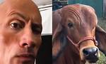 Dwayne Johnson Reacts Cow Doing His Iconic Smoulder- Meme Explained