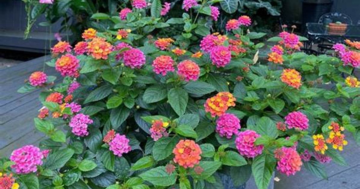 Easy Lantana