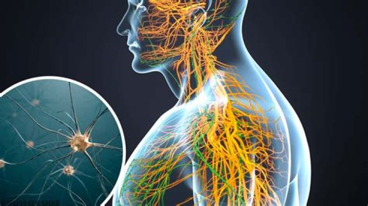 El sistema nervioso simp&aacute;tico &mdash; Mejor con Salud