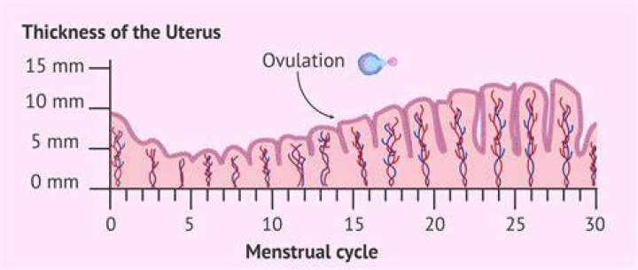 Endometrial Lining Thickness