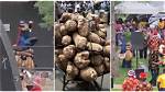 "Even the Gods Don Japa": Video Shows Igbos Celebrating New Yam Festival in Canada with Masquerades in Video