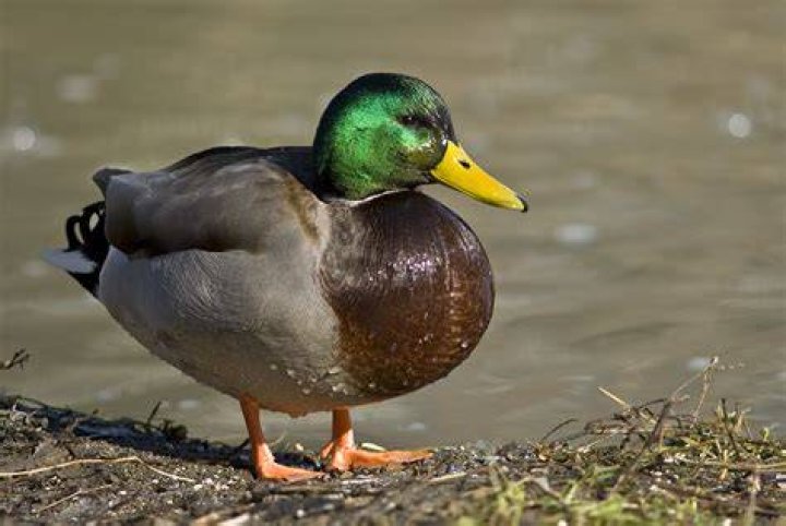 FileMale mallard duck 2.jpg Wikipedia