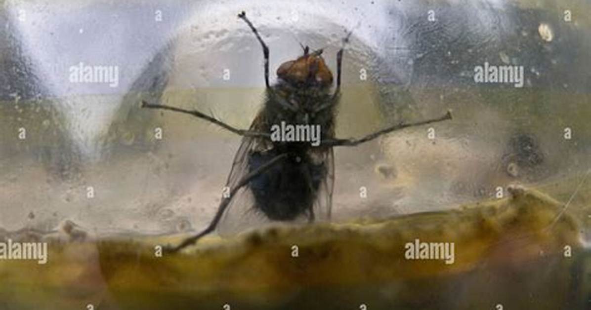 Fly Trapped in a Jar