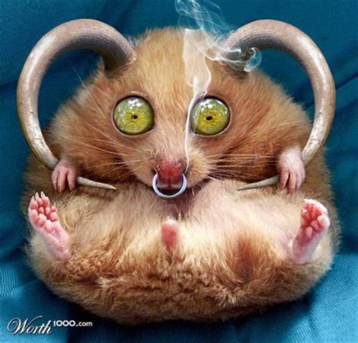 Freakish Animals (51 pics)