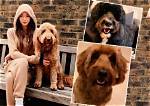 Get to Know Louis Tomlinson’s Dogs — Bruce and Clifford