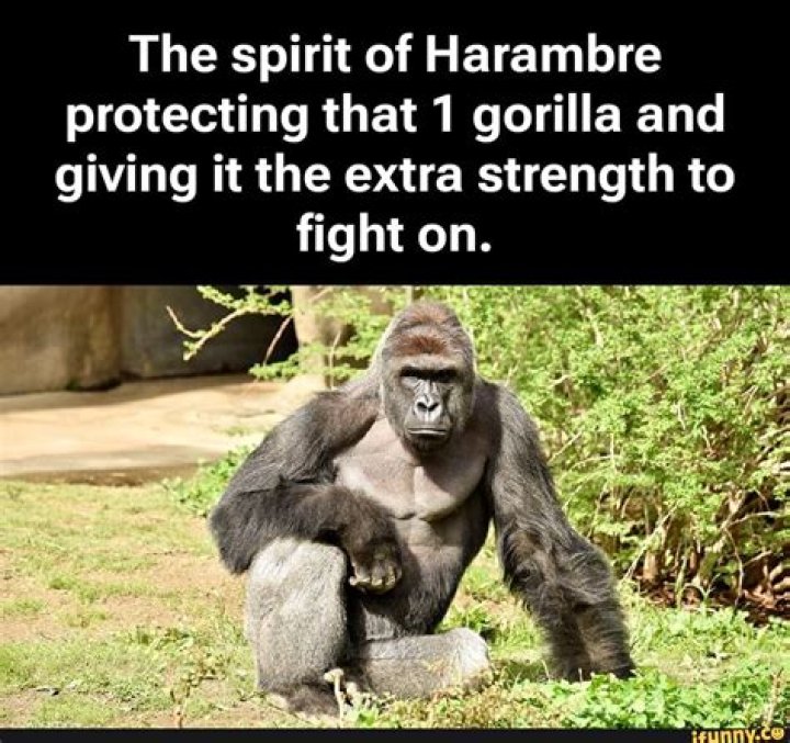 Harambe Memes The Says 'RIP' on His Death Day