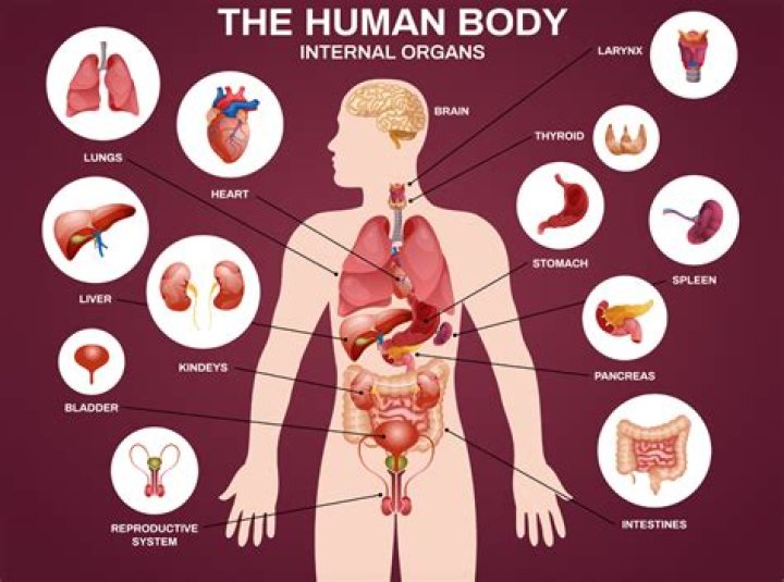 How many organs are in the human body? Live Science