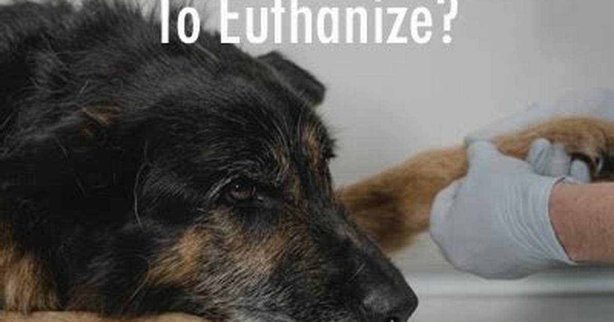 How Much Does It Cost to Euthanize a Cat?