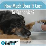 How Much Does It Cost to Euthanize a Cat?