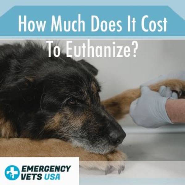 How Much Does It Cost to Euthanize a Cat?