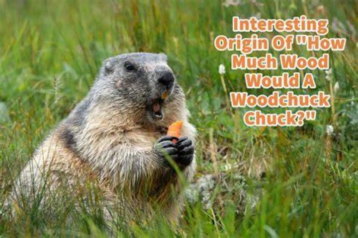 How Much Wood Would A Woodchuck Chuck If A Woodchuck Could