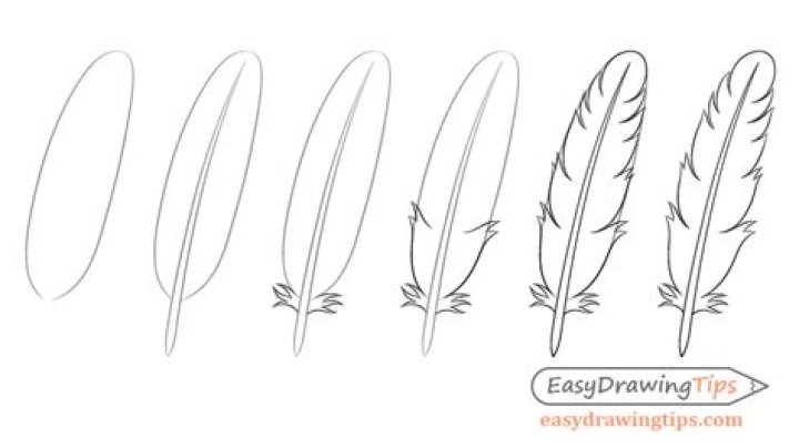 How to Draw a Feather 8 Steps (with Pictures) wikiHow