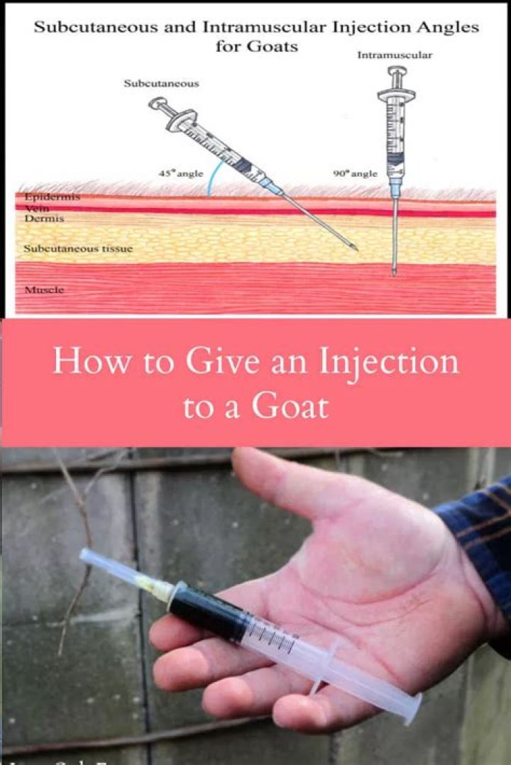 How to Give a Goat an Injection